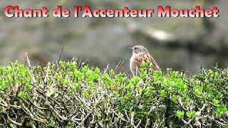 ACCENTEUR MOUCHET  Chant dOiseau en ville dans le bruit [upl. by Oilejor832]