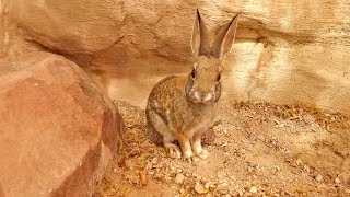 Learning About Desert Cottontails  National Rabbit Day [upl. by Eve371]