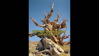 This tree saw Tutankamon Moses Jesus Sezar Alexander Hitler [upl. by Fee]