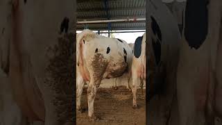 Farmingdale dairy cowlover Nicevideo dairyfarming dairyanimal [upl. by Laspisa]