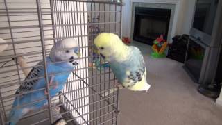 Mango the talking budgie meets Blueberry for the first time [upl. by Arda]