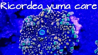 Ricordea yuma mushroom corals How to care for Ricordea yuma mushrooms [upl. by Enreval252]