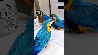 Talking Macaw  macaws talkingbirds shaikhtanveer [upl. by Belva]