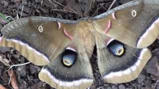 Polyphemus Moth Antheraea polyphemus Closeup [upl. by Sanford]