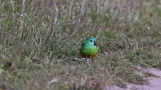 RedRumped Parrot at North Mulligans Flat Nov 2022 [upl. by Thordia]