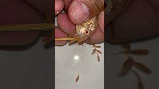 albino auratus cichlid fish gives birth to 35 babies 🐳❤️👍🙏 fish aquariumfish asmr [upl. by Calise]