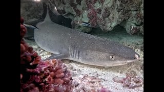 Whitetip reef shark  Ningaloo Reef [upl. by Richella]