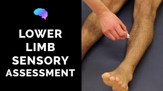 Sensory Assessment of the Lower Limbs  OSCE Guide Clip  UKMLA  CPSA [upl. by Winifield]