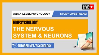 AQA ALevel Psychology  Study Livestream  Biopsychology  The Nervous System amp Neurons [upl. by Ahtan]