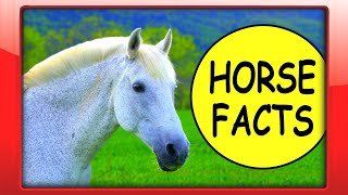 HORSE FACTS for Beginners  Kids Educational Video about Horses for Kindergarten Toddlers [upl. by Cran694]