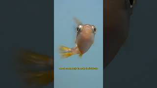 Meet the Pea Puffer — Worlds Smallest Puffer Fish [upl. by Gildas]