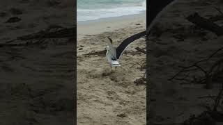 Saw a massive bird on the beach [upl. by Naivaf890]