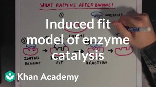 Induced fit model of enzyme catalysis  Chemical Processes  MCAT  Khan Academy [upl. by Dewees]