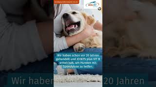 Spondylose beim Hund behandeln  DOG FIT by PreThis® [upl. by Weinstock266]