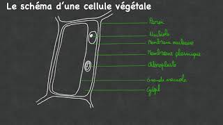 Schéma cellule végétale  Biologie 4ScB [upl. by Ganny]