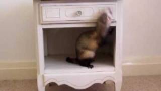 Smart Ferrets Opening Drawers  Cheeky Buggers [upl. by Adel198]