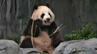 Chinas new panda diplomats touch down in DC [upl. by Bacon]