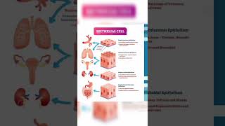 Epithelial tissue physiology and pharmacology [upl. by Eerac429]