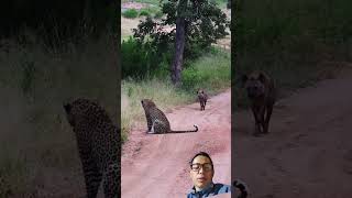 tiger vs hyena hyena tiger shorts viralvideo [upl. by Perrins450]