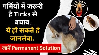 Dogs Ticks and Flea Treatment Whats best solution for dog tick removal [upl. by Flyn262]