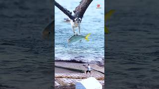 Osprey releases the fish it catches [upl. by Caroline618]