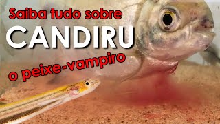 Saiba tudo sobre o candiru o peixevampiro sulamericano [upl. by Lyndsie]