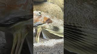 This Fishs Legs Evolved a Special Sense to Find Food Hidden in The Sand [upl. by Nirok]