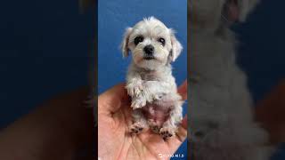 CUTE BABY DOG  dog pappydog cutedog dogs americandog petsdog pet babydog cutedog vonice [upl. by Saravat]