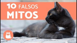 10 MITOS sobre los GATOS que debes DEJAR DE CREER [upl. by Aihsiyt]