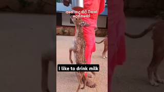 I like to drink milk 🙋🥰 italy funny india animals dear shortvideo 1million trending [upl. by Janel343]