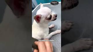 Este CHIHUAHUA es una FIERA  Magistral Royal [upl. by Harbard206]