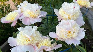 Peonies collection Zone 3 Calgary Alberta [upl. by Niven698]