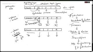 lac operon part 2 [upl. by Robina352]