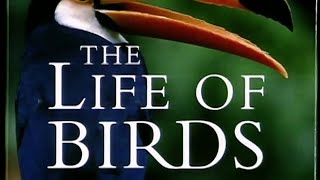 David Attenborough interview on The Life of Birds 1999 [upl. by Rainwater]