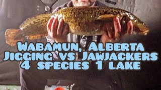 4 Species 1 Lake Ice Fishing Wabamun Alberta Underwater footage 2324 [upl. by Ettessil828]