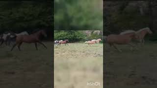 Dog chases horses shorts Pferde konie hund cavalo pferde horse 馬 dog [upl. by Arocat]