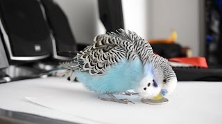 Help Lonely Budgies to Chirp Nature Parakeets Bird Sound 12 Hr [upl. by Hsak]