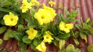 How to Grow Allamanda Plant  Golden Trumpet Vine With Care Tips [upl. by Doownil]