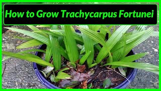 How to Grow Trachycarpus Fortunei Palm Trees in UK [upl. by Leemaj]