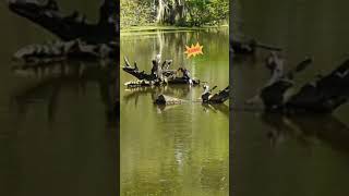 Anhinga beats fish Harris Neck National Wildlife Refuge GA [upl. by Margreta]