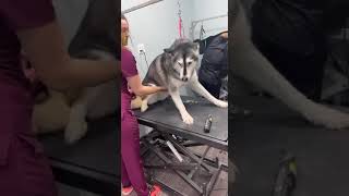 Husky gets all dramatic at the groomers [upl. by Ndnarb]