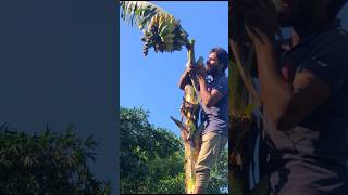 Eating bananas up the tree [upl. by Nevaeh]