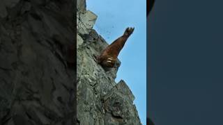 Walrus Cliff Crowding Risks and Dangers for Arctic Giants Walrus animals [upl. by Anstus]