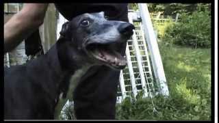 Ambassador Greyhound on Animal Planet Dogs 101 [upl. by Ahsineb]