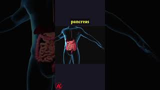 Pancreas health wellness shorts [upl. by Parthen161]