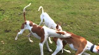 Podenco Ibicenco Playing [upl. by Elleinet879]