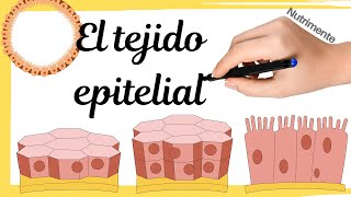 🍖 ¿Qué son los Tejidos 🍖 Tipos y Características Fácil y Rápido  FÍSICA [upl. by Retrop]