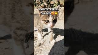 Eski ve yeni kedim🥰 kedi catlover catlovers cat sonicedit keşfetteyiz [upl. by Heshum351]