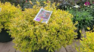 Abelia Kaleidoscope Glossy Abelia  Amazing EverChanging COLORFUL Dwarf Shrub [upl. by Scotty]