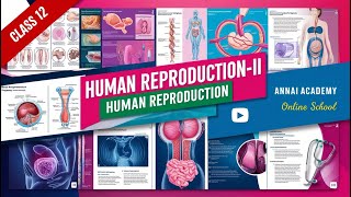 Human Reproduction Explained Unlocking the Secrets of Life [upl. by Westerfield284]